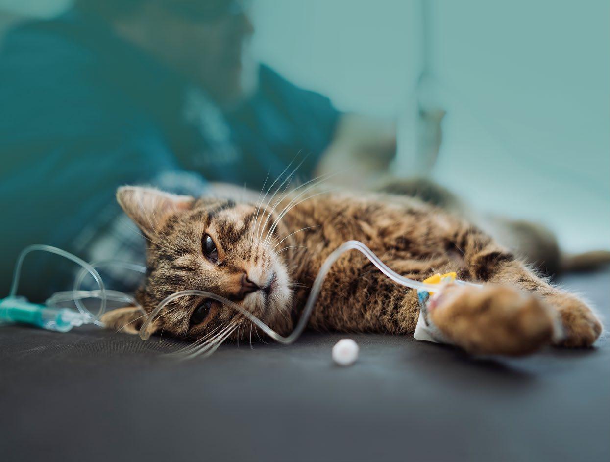 Hallazgo en gatos podría explicar el COVID persistente en humanos