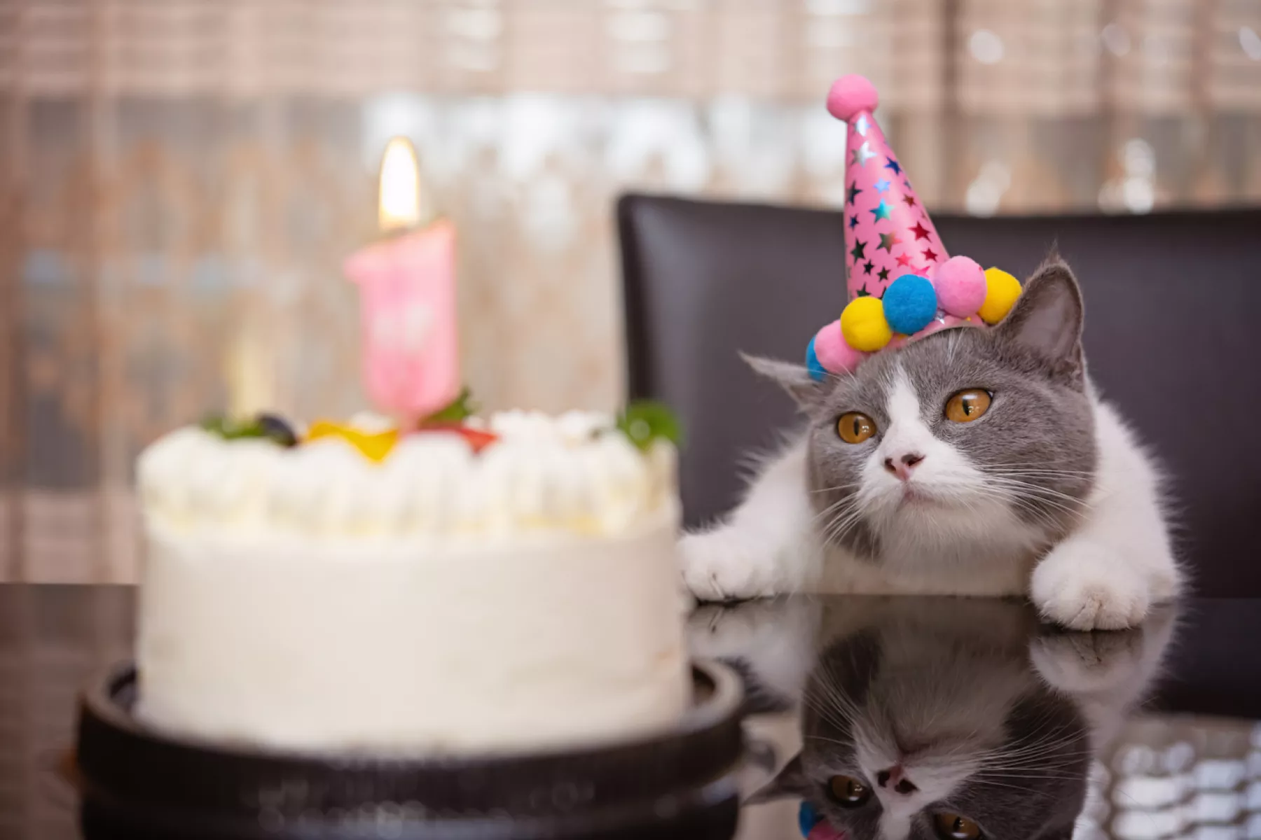 Por qué el 8 de agosto es el Día del Gato