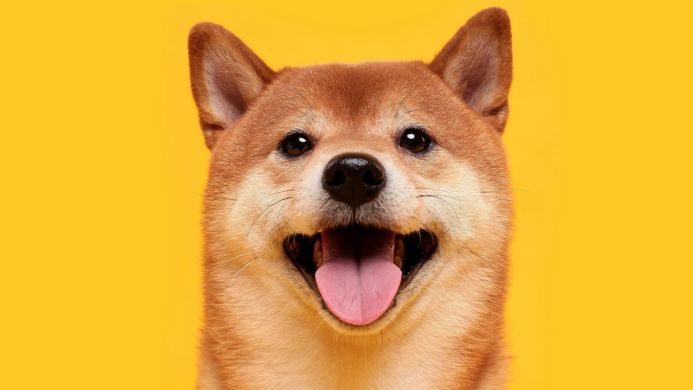 image preview(placeholder)