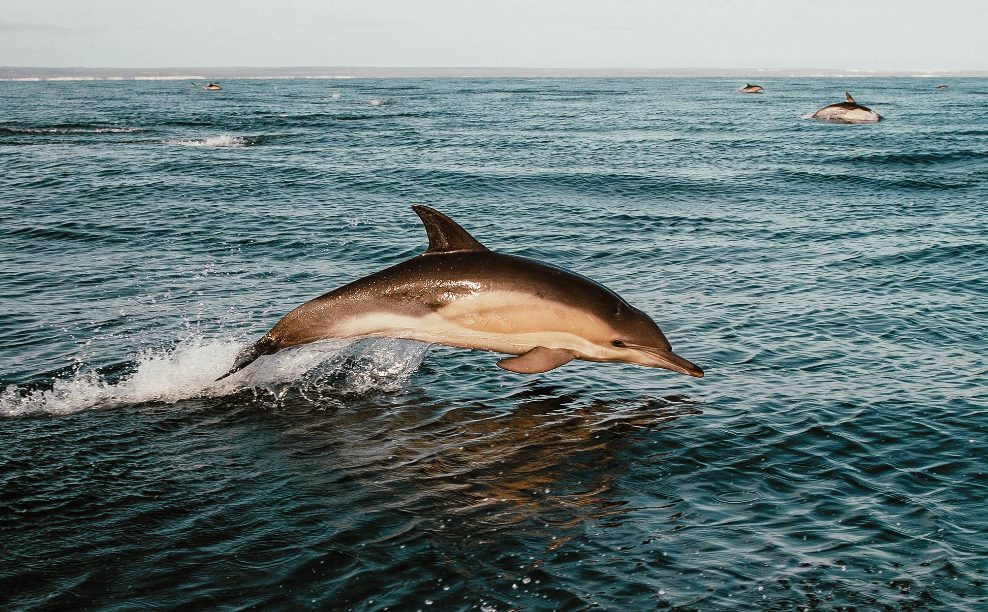 Las Grutas se prepara para una nueva temporada de avistaje de fauna marina