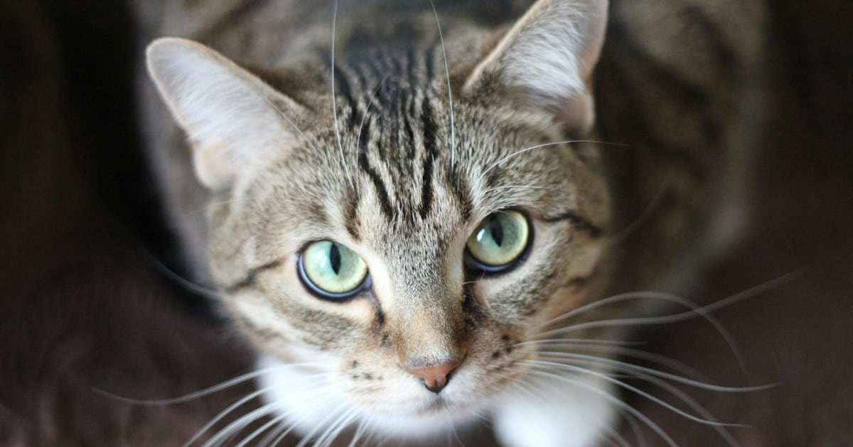 Gatos, un parásito en la panza y un llamado de atención que también alcanza a las personas