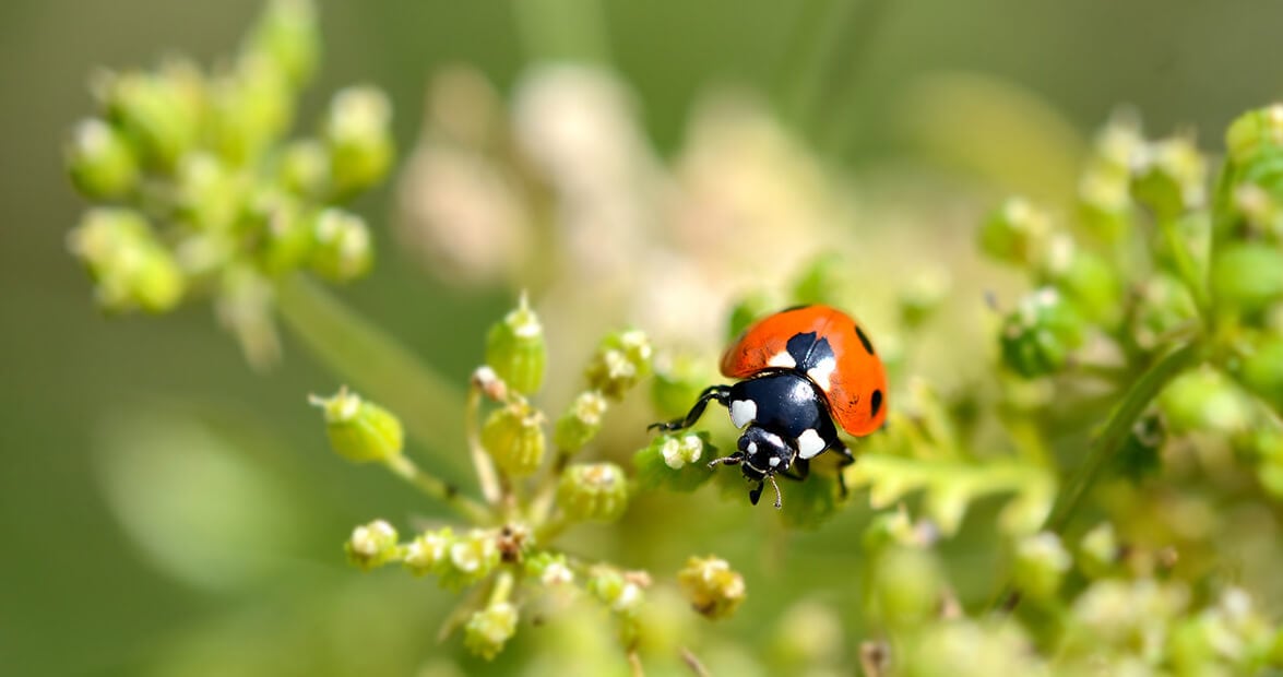 La huerta se defiende sola: recetas de la abuela que el INTA avala para proteger el jardín sin química