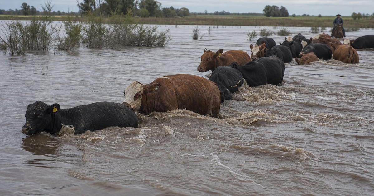 La correntinada empuja al ganado hacia afuera y la carne empieza a sentir el golpe en los precios
