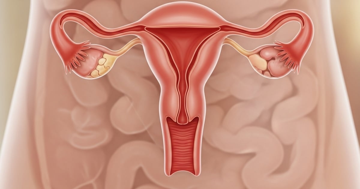 El ovario no se apaga después de la menopausia: cambia de función y envejece con el cuerpo