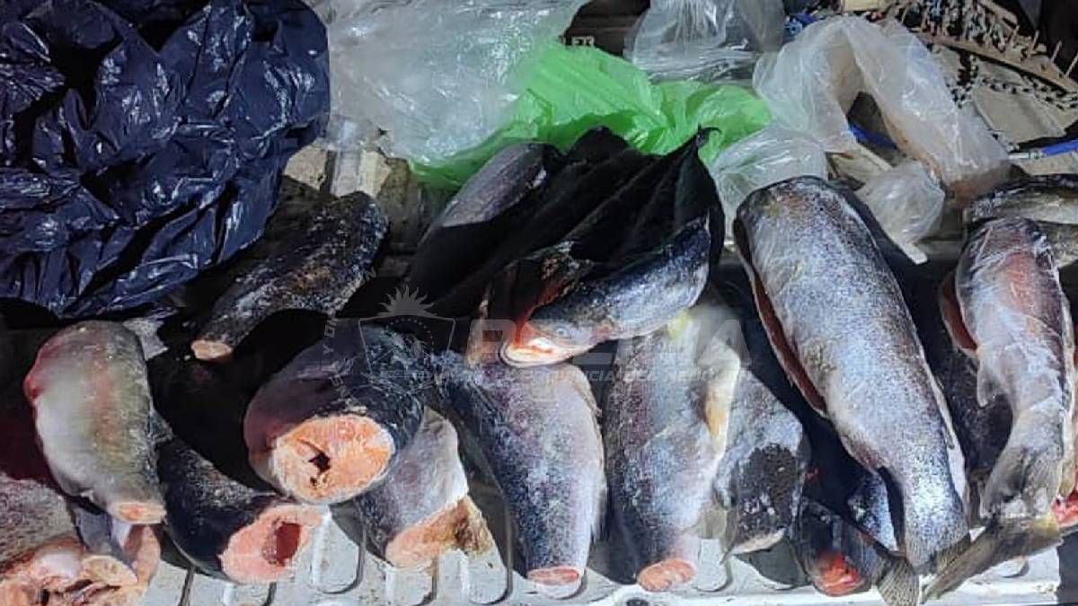 La previa de la temporada de pesca en la Patagonia: dos embalses neuquinos abrieron una ventana con cupos estrictos y los controles ya muestran resultados